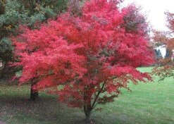 Kit De Culture - Erable Du Japon Pourpre - 20 Graines - Acer Palmatum Atropurpureum -Einhell Boutique 640641d832b125.23226283