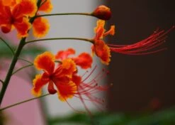 Kit De Culture - Orgueil De Chine - 10 Graines - Caesalpinia Pulcherrima 13 Kit De Culture - Orgueil De Chine - 10 Graines - Caesalpinia Pulcherrima -Einhell Boutique 640641f1222758.42542490