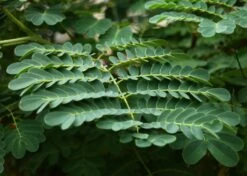 Kit De Culture - Orgueil De Chine - 10 Graines - Caesalpinia Pulcherrima 12 Kit De Culture - Orgueil De Chine - 10 Graines - Caesalpinia Pulcherrima -Einhell Boutique 640641f12730a7.73038490