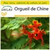 Kit De Culture - Orgueil De Chine - 10 Graines - Caesalpinia Pulcherrima -Einhell Boutique 640641f1322154.15994873