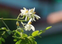 Kit De Culture - Moringa - 10 Graines - Moringa Oleifera -Einhell Boutique 640641f4547a73.61153088