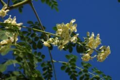 Kit De Culture - Moringa - 10 Graines - Moringa Oleifera -Einhell Boutique 640641f45e0099.40617785