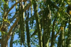 Kit De Culture - Moringa - 10 Graines - Moringa Oleifera -Einhell Boutique 640641f462d1b0.92586215