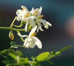 Kit De Culture - Moringa - 10 Graines - Moringa Oleifera -Einhell Boutique 640641f4686cb0.45653273