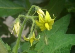 Kit De Culture - Tomate San Marzano - 10 Graines - Lycopersicon Esculentum -Einhell Boutique 640641fa29a824.71109885