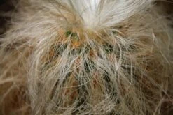 Kit De Culture - Vieil Homme Des Andes - 40 Graines - Oreocereus Celsianus -Einhell Boutique 6406421319bf09.55918901