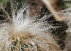 Kit De Culture - Vieil Homme Des Andes - 40 Graines - Oreocereus Celsianus -Einhell Boutique 640642131e7c97.68380268