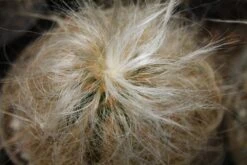 Kit De Culture - Vieil Homme Des Andes - 40 Graines - Oreocereus Celsianus -Einhell Boutique 64064213238914.02708494