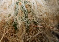 Kit De Culture - Vieil Homme Des Andes - 40 Graines - Oreocereus Celsianus -Einhell Boutique 640642132a3d31.45958194