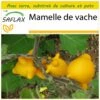 Kit De Culture - Mamelle De Vache - 10 Graines - Solanum Mammosum