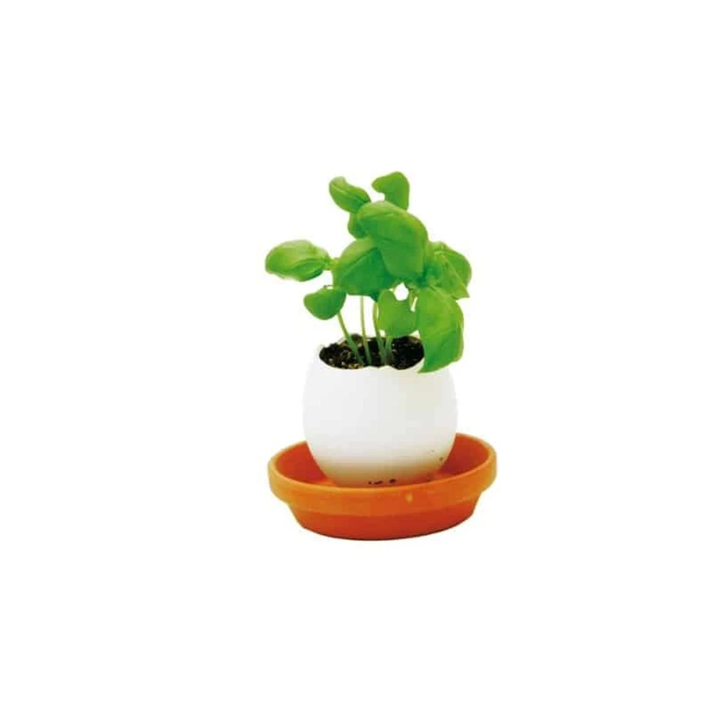 Oeuf Kit Basilic 3 Oeuf Kit Basilic