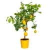 Citrus Limon - Citronnier - Arbre Fruitier - Persistant - ⌀21 Cm - ↕70-80 Cm -Einhell Boutique 640b1fd8ed1f29.28505670