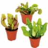 3x Mélange De Plantes Carnivores – Plante Des Marais – Entretien Facile⌀6 Cm ⌀05-10 Cm -Einhell Boutique 640b20c6cbef95.38315246
