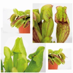 3x Mélange De Plantes Carnivores – Plante Des Marais – Entretien Facile⌀6 Cm ⌀05-10 Cm -Einhell Boutique 640b20c6d39006.33986623