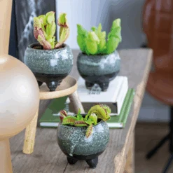 3x Mélange De Plantes Carnivores – Plante Des Marais – Entretien Facile⌀6 Cm ⌀05-10 Cm -Einhell Boutique 640b20c6d93a55.84252896