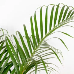 Dypsis Lutescens - Palmier Dorés - Plante D'intérieur - Entretien Facile – ⌀24 Cm - ↕120-130 Cm -Einhell Boutique 640b20fc86f018.74130406