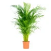 Dypsis Lutescens - Palmier Dorés - Plante D'intérieur - Entretien Facile – ⌀24 Cm - ↕120-130 Cm -Einhell Boutique 640b20fc997cb3.08481329