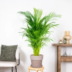 Dypsis Lutescens - Palmier Dorés - Plante D'intérieur - Entretien Facile – ⌀24 Cm - ↕120-130 Cm -Einhell Boutique 640b20fca5b7e0.32931712