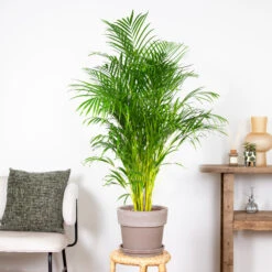 Dypsis Lutescens - Palmier Dorés - Plante D'intérieur - Entretien Facile – ⌀24 Cm - ↕140-150 Cm -Einhell Boutique 640b21017f4da5.10388502