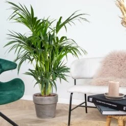 Howea Forsteriana - Palmier Kentia - Plante D'intérieur - Purificateur D'air – ⌀24 Cm - ↕120-130 Cm -Einhell Boutique 640b2102da86e5.91390726