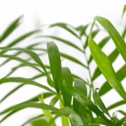 Chamaedorea Elegans - Palmier Nain Mexicain - Purificateur D'air – ⌀17 Cm - ↕50-60 Cm -Einhell Boutique 640b2104598045.56432407