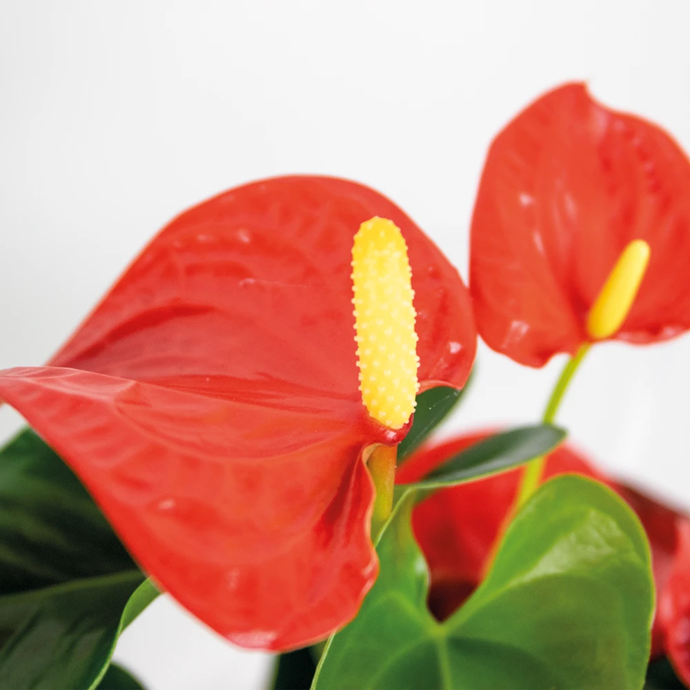 Anthurium 'aristo' Orange - Plante Flamingo - Entretien Facile - ⌀14 Cm - ↕45-55 Cm 5 Anthurium 'aristo' Orange - Plante Flamingo - Entretien Facile - ⌀14 Cm - ↕45-55 Cm – Image 3