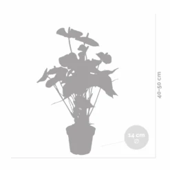 Anthurium 'aristo' Orange - Plante Flamingo - Entretien Facile - ⌀14 Cm - ↕45-55 Cm 11 Anthurium 'aristo' Orange - Plante Flamingo - Entretien Facile - ⌀14 Cm - ↕45-55 Cm -Einhell Boutique 640b783c301436.46862337