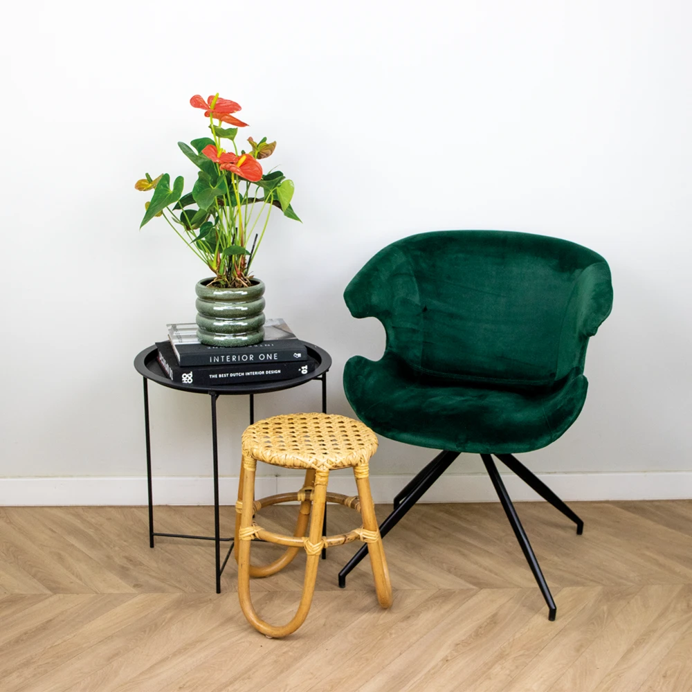 Anthurium 'aristo' Orange - Plante Flamingo - Entretien Facile - ⌀14 Cm - ↕45-55 Cm 6 Anthurium 'aristo' Orange - Plante Flamingo - Entretien Facile - ⌀14 Cm - ↕45-55 Cm – Image 4