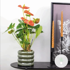 Anthurium 'aristo' Orange - Plante Flamingo - Entretien Facile - ⌀14 Cm - ↕45-55 Cm 8 Anthurium 'aristo' Orange - Plante Flamingo - Entretien Facile - ⌀14 Cm - ↕45-55 Cm -Einhell Boutique 640b783c4722a5.80011613