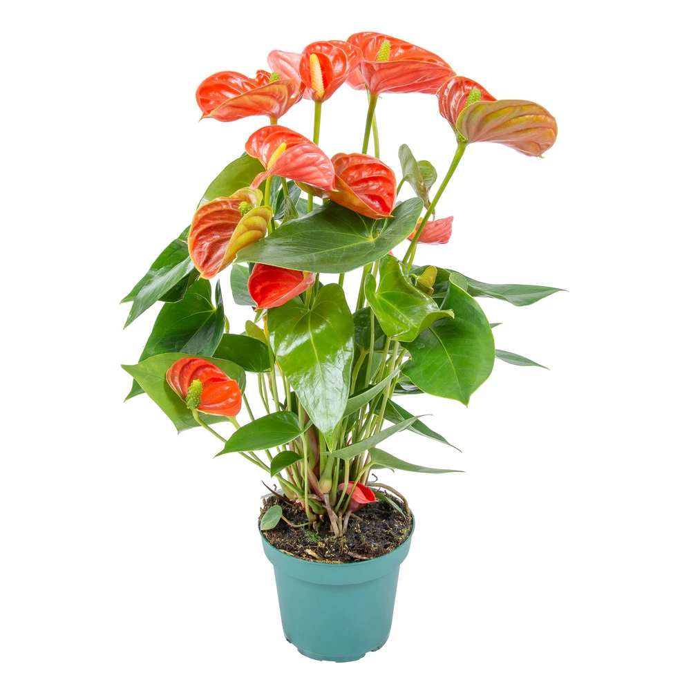 Anthurium 'aristo' Orange - Plante Flamingo - Entretien Facile - ⌀14 Cm - ↕45-55 Cm 3 Anthurium 'aristo' Orange - Plante Flamingo - Entretien Facile - ⌀14 Cm - ↕45-55 Cm