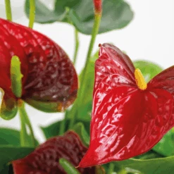 2x Anthurium 'aristo' Red– Flamingo Plant - Facile D'entretien - ⌀14 Cm - ↕45-55 Cm -Einhell Boutique 640b783e3f8e96.90530068