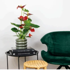 2x Anthurium 'aristo' Red– Flamingo Plant - Facile D'entretien - ⌀14 Cm - ↕45-55 Cm -Einhell Boutique 640b783e502989.76282242