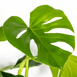 Monstera Deliciosa Incl. Panier En Jonc De Mer - Purificateur D'air - ⌀21 Cm - ↕70-80 Cm -Einhell Boutique 640b7868eff439.97881237