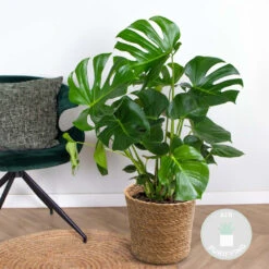 Monstera Deliciosa Incl. Panier En Jonc De Mer - Purificateur D'air - ⌀21 Cm - ↕70-80 Cm -Einhell Boutique 640b7869010596.83876529