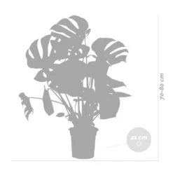 Monstera Deliciosa Incl. Panier En Jonc De Mer - Purificateur D'air - ⌀21 Cm - ↕70-80 Cm -Einhell Boutique 640b78690602c8.25143099