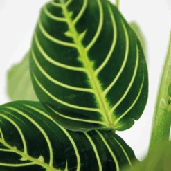 Maranta Lemon Lime – Plante De Prière – Plante D'intérieur – Purificateur D'air – ⌀12cm –↕10-15cm -Einhell Boutique 640b786e004742.79640543