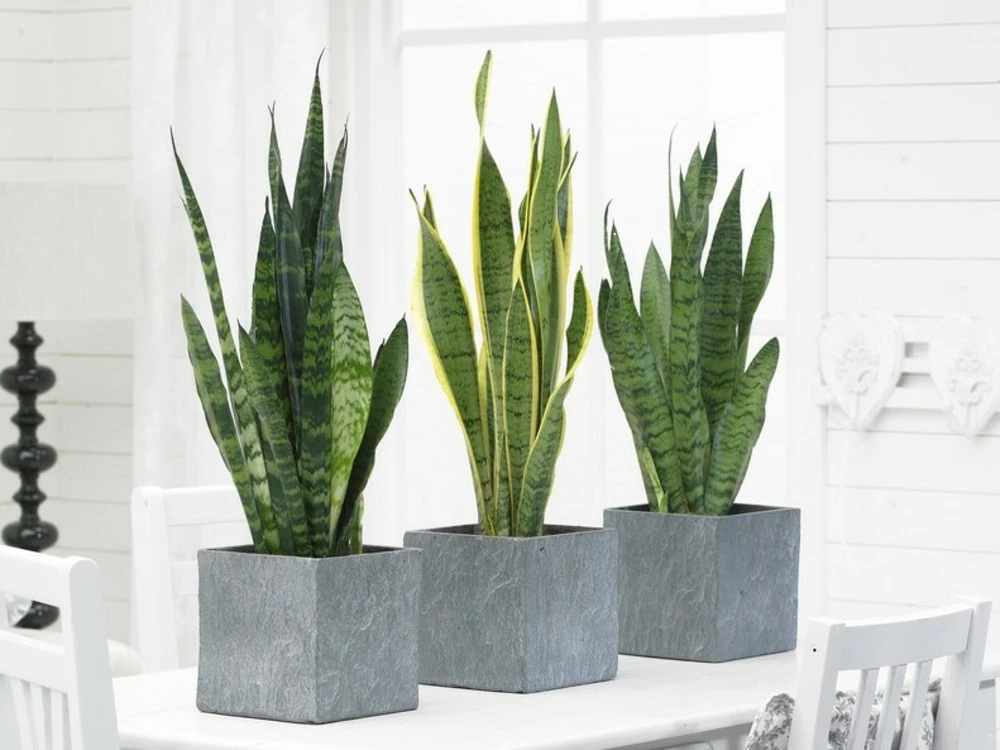 2x Sansevieria 'laurentii' Xl – Langue De Dame – Succulente – Facile à Entretenir – ⌀17cm – ↕55-65 Cm 4 2x Sansevieria 'laurentii' Xl – Langue De Dame – Succulente – Facile à Entretenir – ⌀17cm – ↕55-65 Cm – Image 2