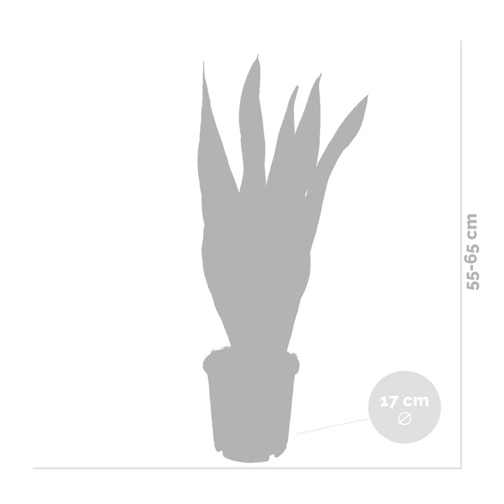 2x Sansevieria 'laurentii' Xl – Langue De Dame – Succulente – Facile à Entretenir – ⌀17cm – ↕55-65 Cm 6 2x Sansevieria 'laurentii' Xl – Langue De Dame – Succulente – Facile à Entretenir – ⌀17cm – ↕55-65 Cm – Image 4