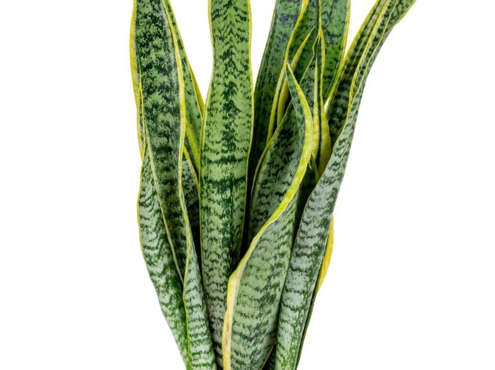2x Sansevieria 'laurentii' Xl – Langue De Dame – Succulente – Facile à Entretenir – ⌀17cm – ↕55-65 Cm 5 2x Sansevieria 'laurentii' Xl – Langue De Dame – Succulente – Facile à Entretenir – ⌀17cm – ↕55-65 Cm – Image 3
