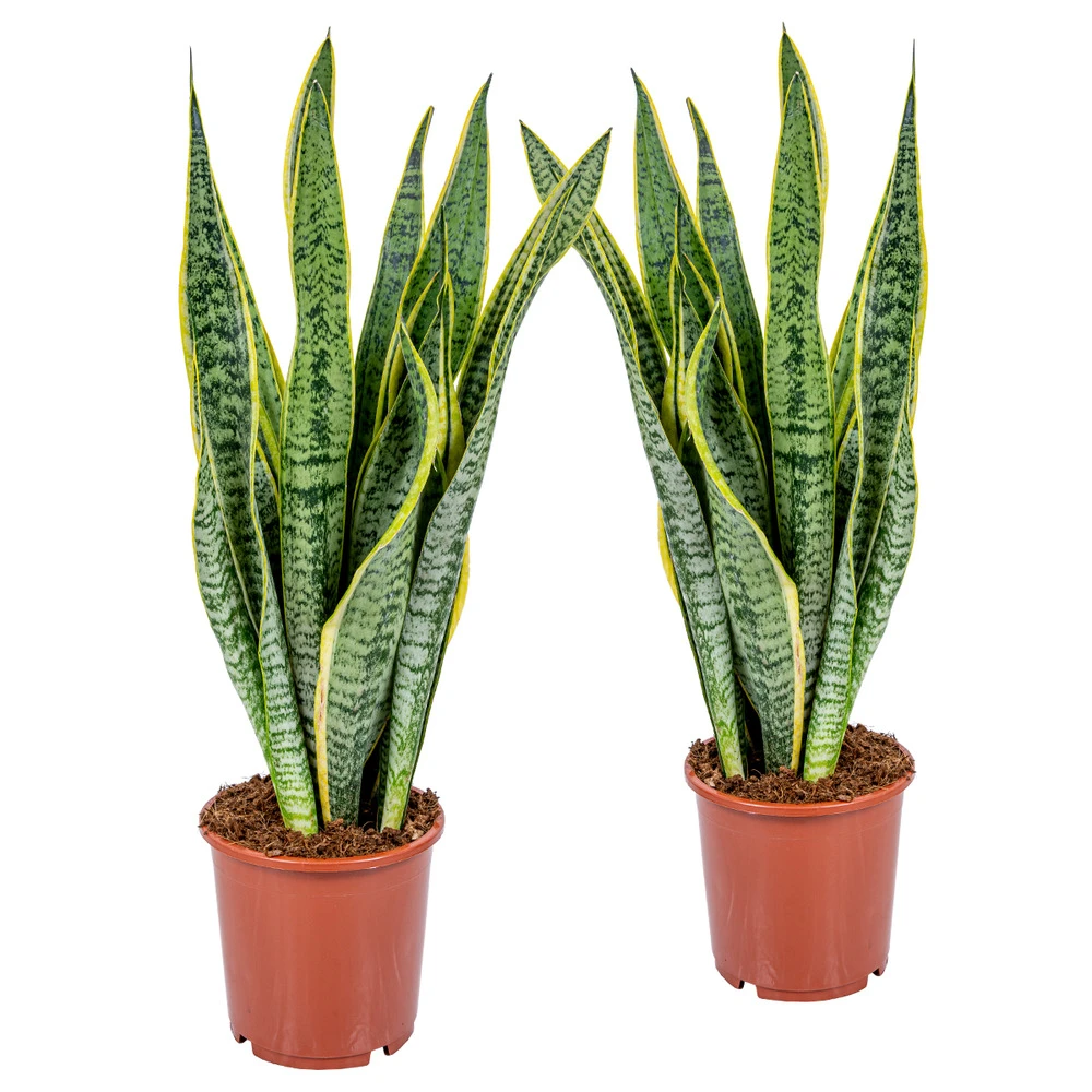 2x Sansevieria 'laurentii' Xl – Langue De Dame – Succulente – Facile à Entretenir – ⌀17cm – ↕55-65 Cm 3 2x Sansevieria 'laurentii' Xl – Langue De Dame – Succulente – Facile à Entretenir – ⌀17cm – ↕55-65 Cm
