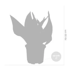 Sansevieria 'laurentii' – Sansevieria – Succulente – Peu D'entretien – ⌀12cm – ↕25-35cm -Einhell Boutique 640b7892936c92.85423753