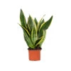 Sansevieria 'laurentii' – Sansevieria – Succulente – Peu D'entretien – ⌀12cm – ↕25-35cm -Einhell Boutique 640b789298d018.16931560