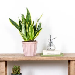 Sansevieria 'laurentii' – Sansevieria – Succulente – Peu D'entretien – ⌀12cm – ↕25-35cm -Einhell Boutique 640b7892a30470.84983856