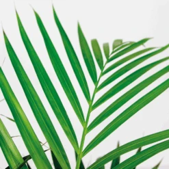 Dypsis Lutescens Incl. Panier En Jonc De Mer - Facile D'entretien - ⌀21 Cm - ↕100-110 Cm -Einhell Boutique 640b7898e19b00.69601100