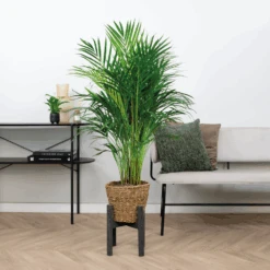 Dypsis Lutescens Incl. Panier En Jonc De Mer - Facile D'entretien - ⌀21 Cm - ↕100-110 Cm -Einhell Boutique 640b7898ee0c36.81719850