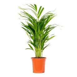 Dypsis Lutescens - Golden Palm - Plante D'intérieur - Entretien Facile - ⌀17 Cm - ↕60-70 Cm