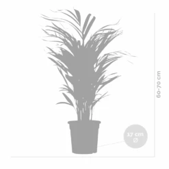 Dypsis Lutescens - Golden Palm - Plante D'intérieur - Entretien Facile - ⌀17 Cm - ↕60-70 Cm -Einhell Boutique 640b789a5b86e1.39070279