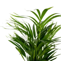 Dypsis Lutescens - Golden Palm - Plante D'intérieur - Entretien Facile - ⌀17 Cm - ↕60-70 Cm -Einhell Boutique 640b789a61f743.14431000