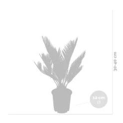 2x Cycas Revoluta – Peace Palm – Palmier – Facile D'entretien - ⌀12 Cm - ↕30-40 Cm -Einhell Boutique 640b789c52ce85.05361926