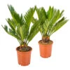2x Cycas Revoluta – Peace Palm – Palmier – Facile D'entretien - ⌀12 Cm - ↕30-40 Cm 1 2x Cycas Revoluta – Peace Palm – Palmier – Facile D'entretien - ⌀12 Cm - ↕30-40 Cm -Einhell Boutique 640b789c5ae845.02523107